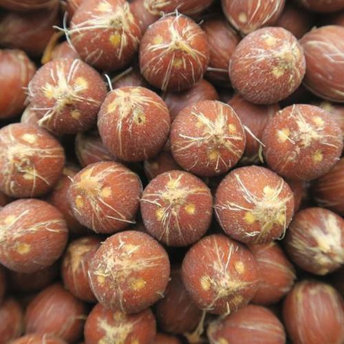 新采林木鐵樹種子新鮮蘇鐵樹種籽鳳蕉種子鐵樹果鐵樹公母花鐵樹葉