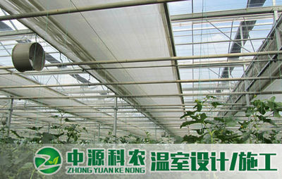 偃師無土栽培專業(yè)公司