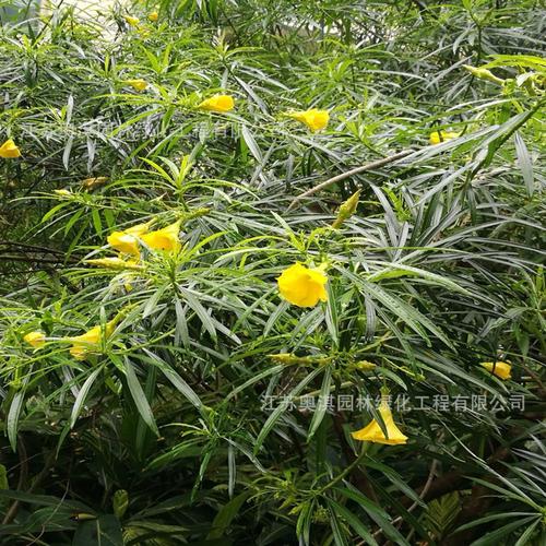 林木桃種子-林木桃種子廠家,品牌,圖片,熱帖