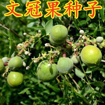 新采文冠果種子 文冠木 文官果 溫旦革子文冠果樹種子林木樹種籽