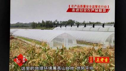 邱老漢的高山菜和綠色生態種植園