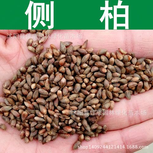 林木種子 側柏種子 扁檜 黃柏 香柏 扁柏種子 1件=1斤