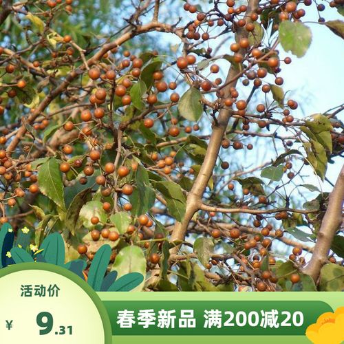 出售新采林木樹種子 杜梨種子 杜梨樹棠梨土梨海棠梨野梨子種子