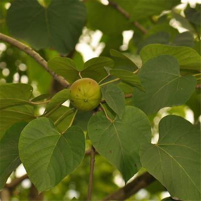 綠植園藝花卉植物盆栽林木種子批發油桐種子油桐樹種子綠化圖片由宿遷