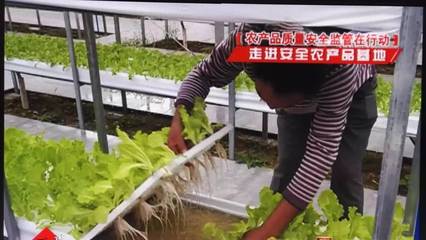 邱老漢的高山菜和綠色生態種植園_其它_網