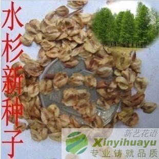 出售當年新采綠化林木樹種子水杉樹種子水桫種子水杉種子一斤