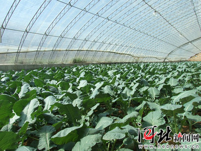 種好菜 送萬家--訪河北采?？娃r業科技總經理呂凡--欄目6--