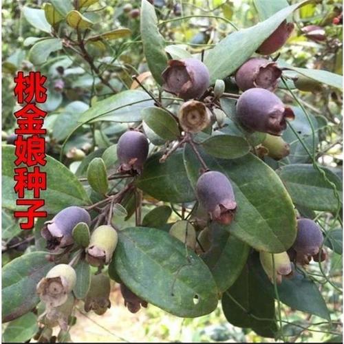 桃金娘種子哆尼仲尼山菍多蓮當(dāng)梨根桃舅娘當(dāng)泥稔子樹種林木樹苗籽