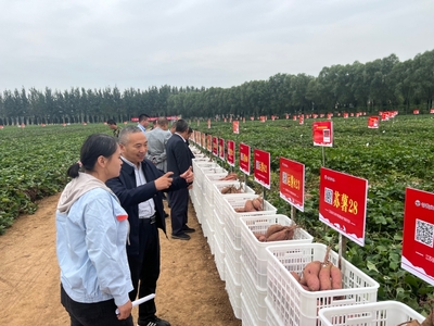 中國作物學(xué)會甘薯專委會開展有機(jī)旱作甘薯科技志愿服務(wù)活動