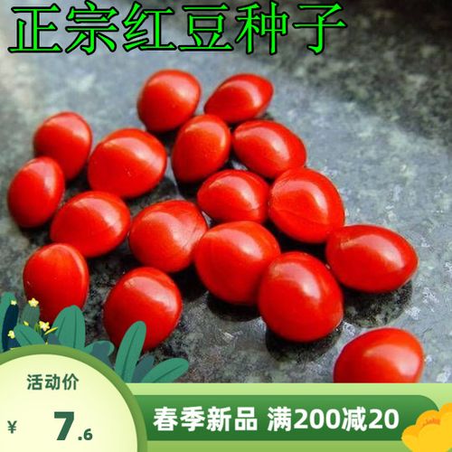 正宗新采紅豆種子 海紅豆種子 相思紅豆 孔雀豆 綠化林木樹種子