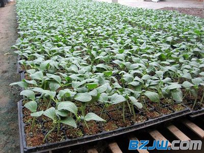 【育苗基質(zhì)價格 特價育苗基質(zhì)濰坊哪里有】_育苗基質(zhì)價格 特價育苗基質(zhì)濰坊哪里有價格_育苗基質(zhì)價格 特價育苗基質(zhì)濰坊哪里有廠家-到中華標(biāo)準(zhǔn)件網(wǎng)