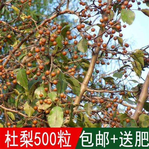 出售新采林木樹種子 杜梨種子 杜梨樹棠梨土梨海棠梨野梨子種子