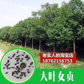 林木種子大葉女貞種子高桿女貞冬青楨樹,長葉女貞小葉女貞包郵