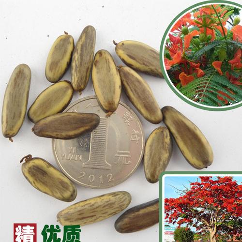 公司批發新采收 鳳凰木種子 火樹種子 紅花楹種子保證發芽率圖片