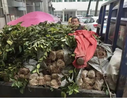 桃源查處2起非法經營油茶苗案,沒收1.2萬株