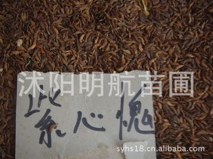 紫穗槐種子 優質林木種子 保質保量 批發供應 低價批發指導價 紫穗槐種子 優質林木種子 保質保量 批發供應 低價批發廠商 紫穗槐種子 優質林木種子 保質保量