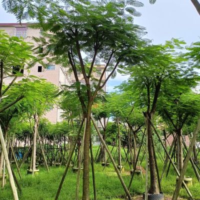 林業局印發《林木種子生產經營檔案管理辦法》