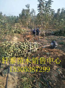 中櫻一號櫻桃苗 中櫻一號車厘子櫻桃苗種植技術