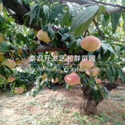非洲黑妹桃苗批發價格 非洲黑妹桃苗批發基地