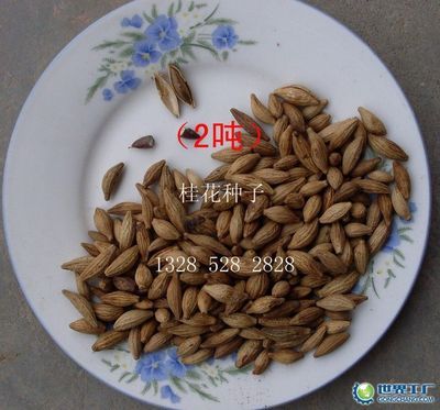 嵊州花木信息網銷售部_世界工廠網全球企業庫