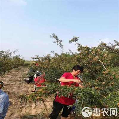 山東臨沂優質大紅袍花椒苗 林木種子生產經營許可證認證