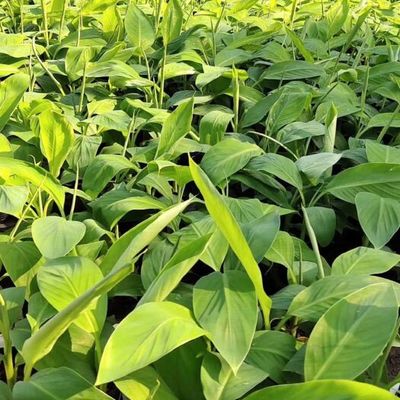 林業局印發《林木種子生產經營檔案管理辦法》