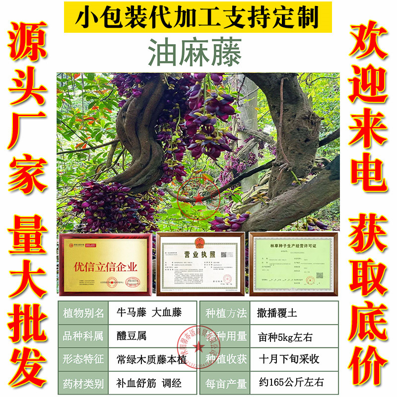 油麻藤種子 大雞血藤 林木攀援花卉多年生植物材