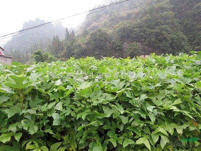 馬褂木苗,馬褂木裸根苗