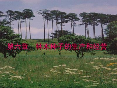 第六章 林木種子的生產和經營PPT