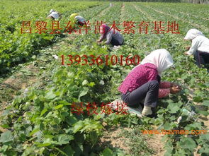 紫脆無核葡萄苗紫翠無核葡萄苗價格,紫脆無核葡萄苗紫翠無核葡萄苗價格生產廠家,紫脆無核葡萄苗紫翠無核葡萄苗價格價格