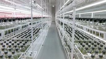 鐘祥市首獲國家級瀕危保護植物林木種子生產(chǎn)經(jīng)營許可證