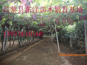 北冰紅葡萄苗北冰紅葡萄苗價格批發(fā)–北冰紅葡萄苗北冰紅葡萄苗價格廠家–北冰紅葡萄苗北冰紅葡萄苗價格供應(yīng)商