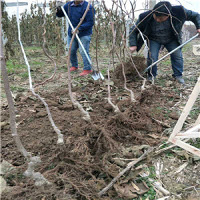 新聞 湖北黃心獼猴桃苗 5公分價格多少錢一棵
