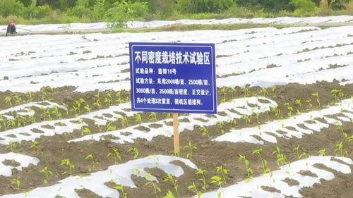 遵義新蒲 打造鄉(xiāng)村產(chǎn)業(yè)新 椒 點(diǎn)