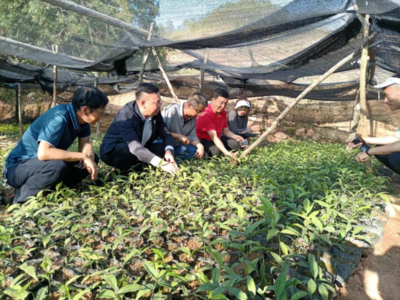 云南省林木種苗工作總站到雙柏縣調(diào)研指導(dǎo)林草種苗工作