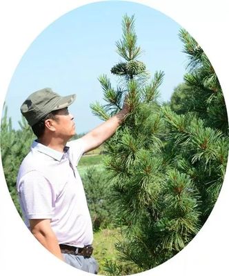 【媒體關(guān)注】黑龍江日報(bào):李希才深山為家繁育樹種