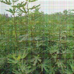 摘要 滄州華麗無花果小苗價格 無花果苗基地聯(lián)系方式