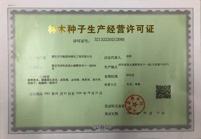 美麗月見草種子純粉色待霄草多年生耐寒宿根花籽庭院開花早花期長