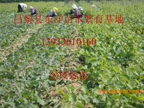 醉金香葡萄苗醉金香葡萄苗價格批發(fā)–醉金香葡萄苗醉金香葡萄苗價格廠家–醉金香葡萄苗醉金香葡萄苗價格供應(yīng)商