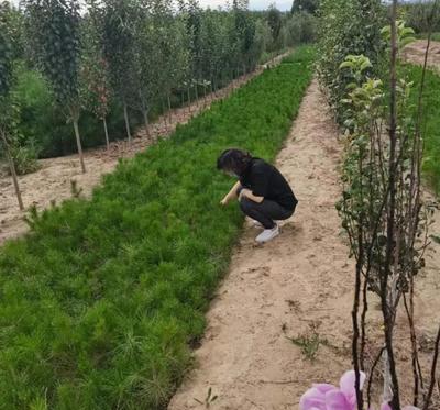 市林種苗站到涿鹿檢查林木種子生產(chǎn)經(jīng)營執(zhí)法工作