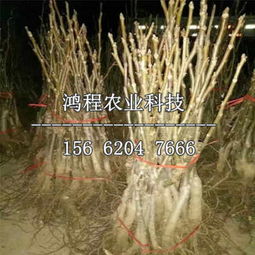 嫁接核桃苗價格 嫁接核桃苗基地報價