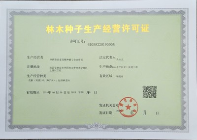 [花椒種子批發]優選獅子頭花椒種子,出芽率高,產量好,包郵包技術。價格3元/斤