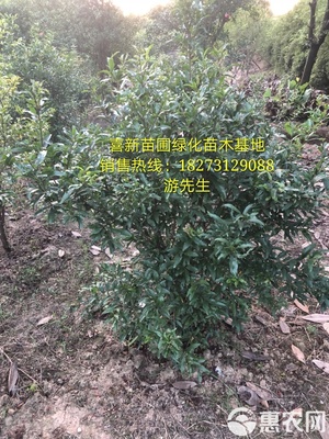 [花石榴苗批發]花石榴 價格85元/株