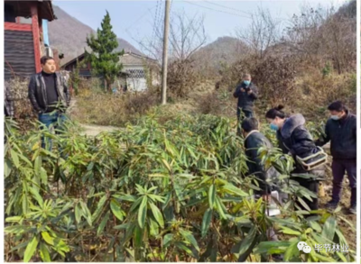 百里杜鵑管理區(qū)林業(yè)局三舉措做好林木種苗質(zhì)量監(jiān)管工作
