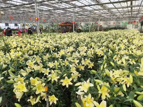 鮮切花展區將開辟500平方米花卉銷售區 可買到農博園自種盆花