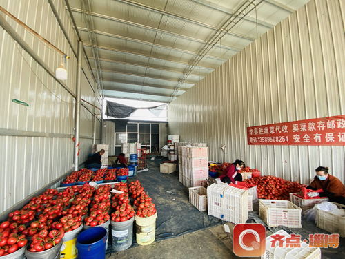 防疫生產兩不誤 臨淄區皇城鎮全力保障蔬菜銷售