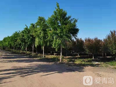 青島3家林木種苗生產經營單位被確定為首批全國苗木信息采集點單位