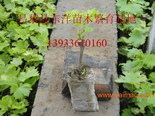 2014葡萄苗2014葡萄苗價(jià)格,2014葡萄苗2014葡萄苗價(jià)格生產(chǎn)廠家,2014葡萄苗2014葡萄苗價(jià)格價(jià)格