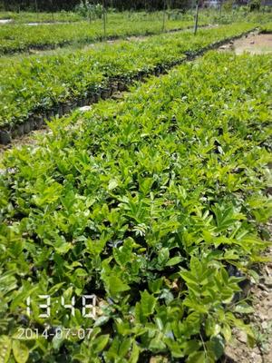 云南:保山市出臺林木種苗管理辦法