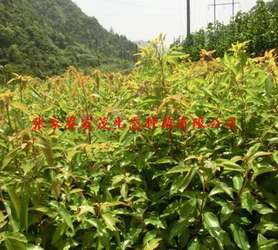 種苗、種子、種球-工程綠化樹木 大量供應大葉香樟種子、量大從優-種苗、種子、種球.
